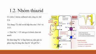 Dược lý Thuốc lợi tiểu: Thiazid, furosemid, spironolacton, manitol [Dược lý 9/14]